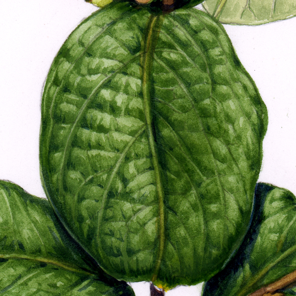 Snowberry sketchbook