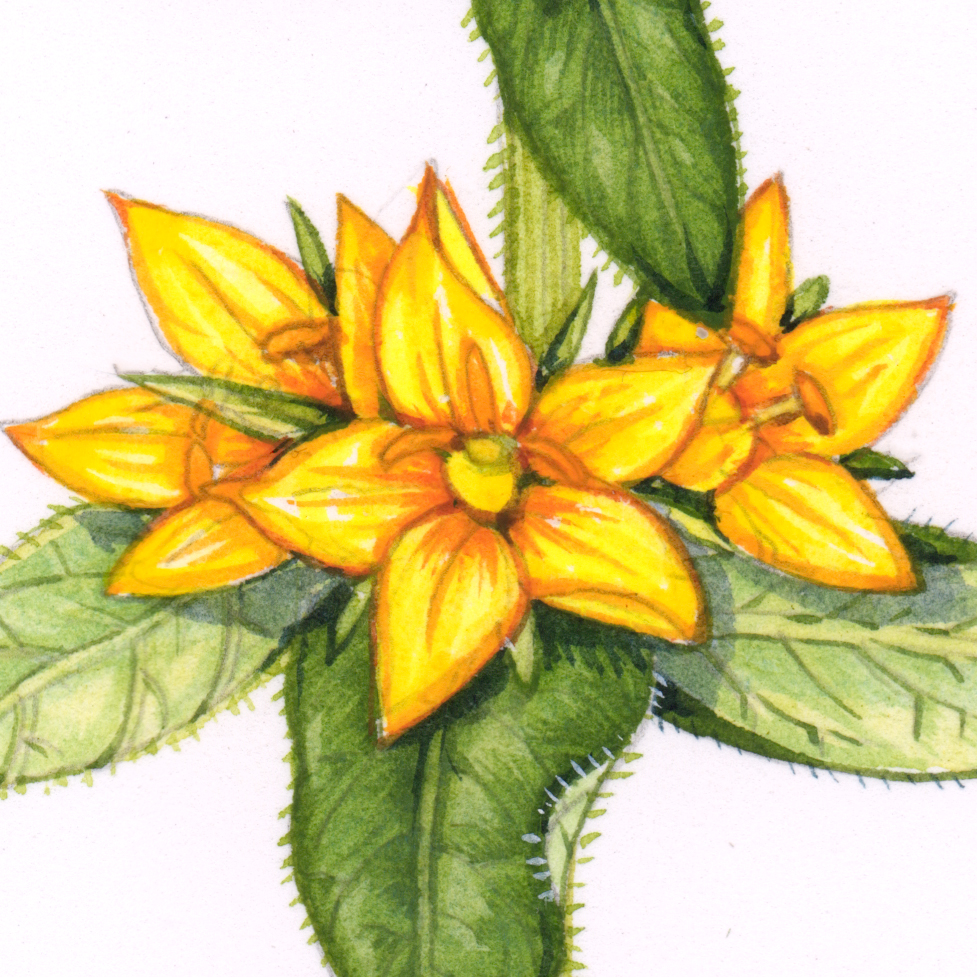 Yellow Loosestrife Lysimachia