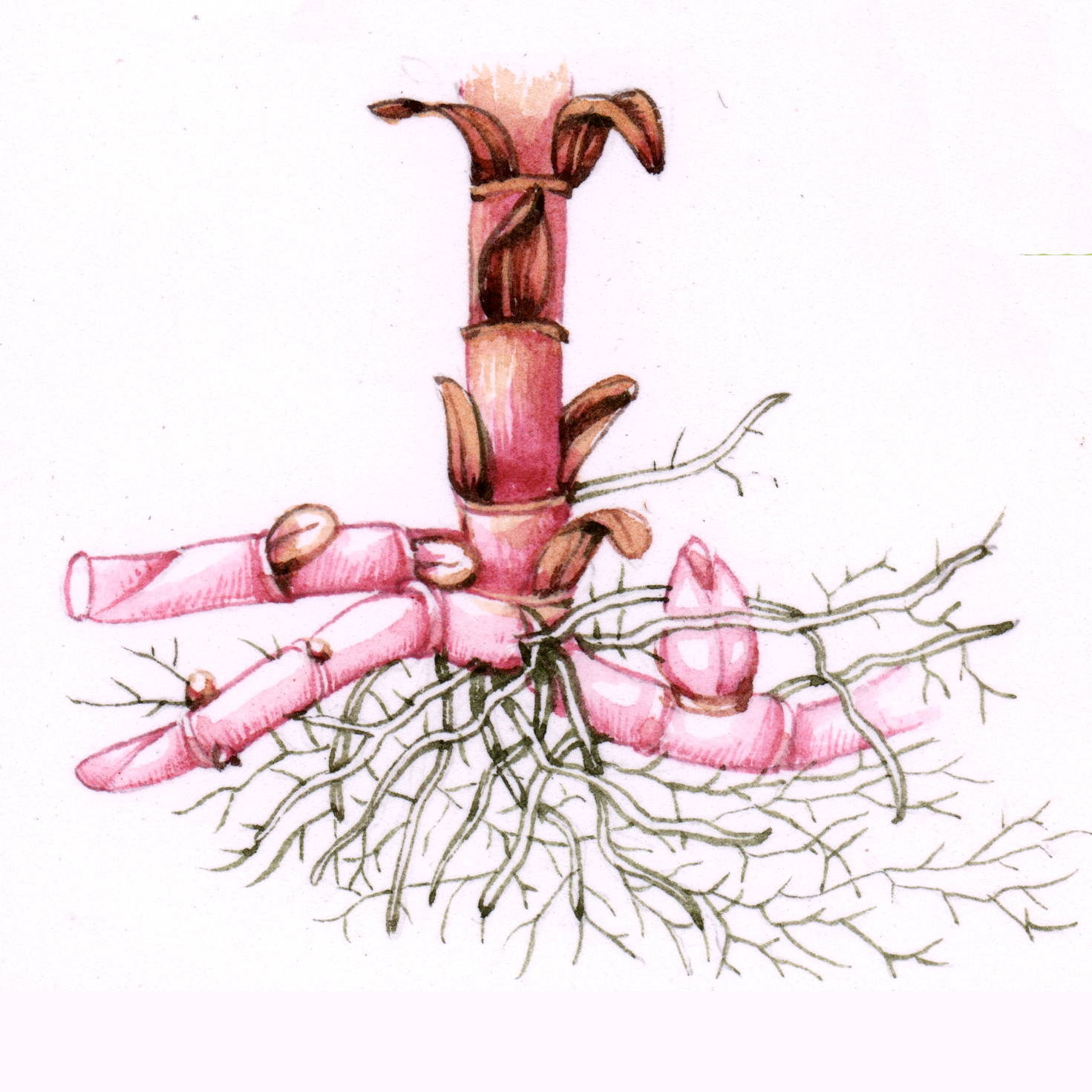 Yellow Loosestrife Lysimachia