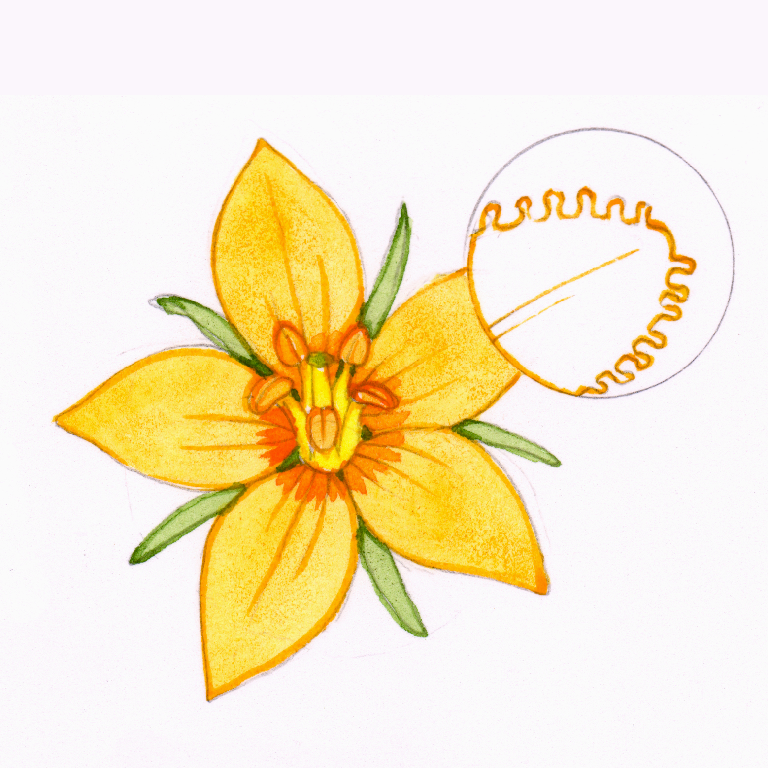 Yellow Loosestrife Lysimachia