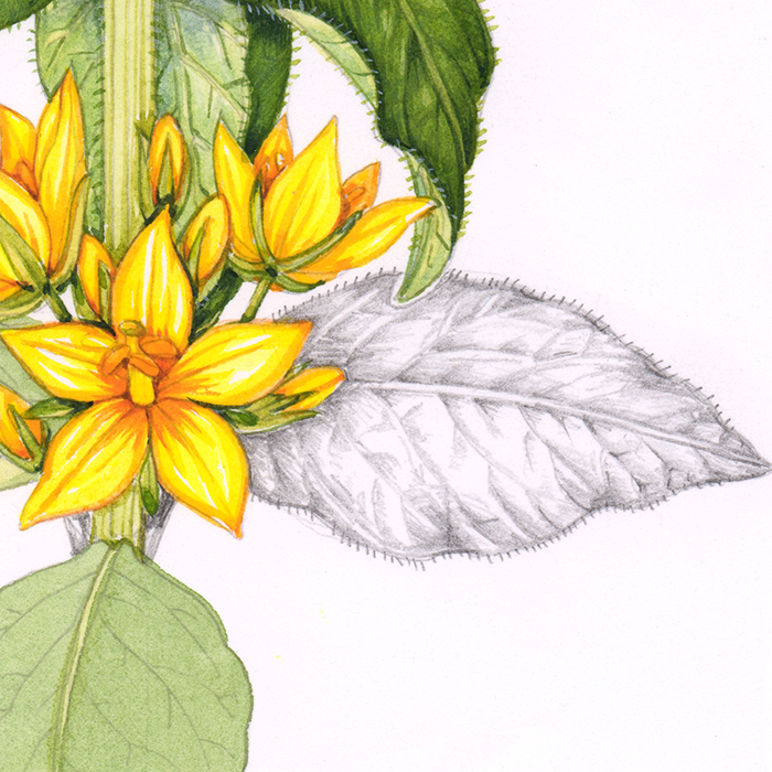 Yellow Loosestrife Lysimachia