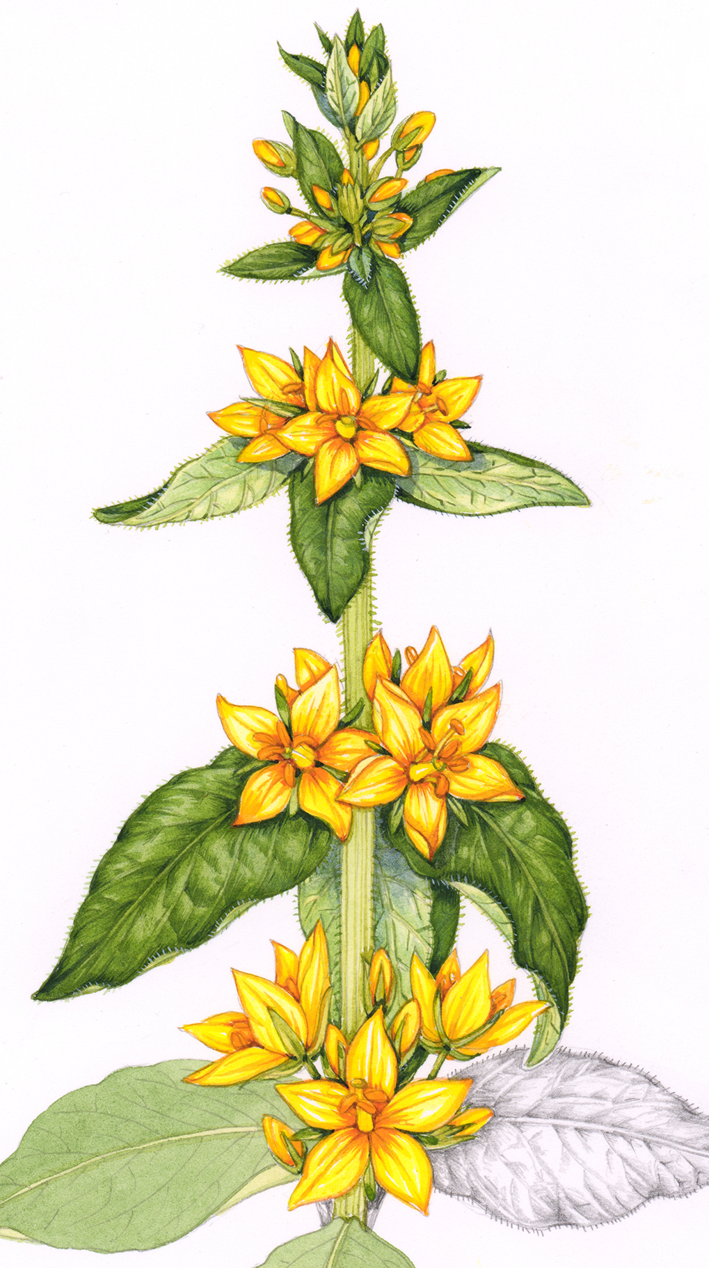 Yellow Loosestrife Lysimachia