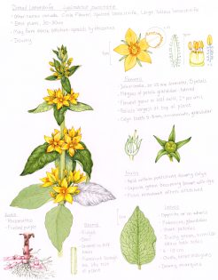Yellow Loosestrife Lysimachia punctata