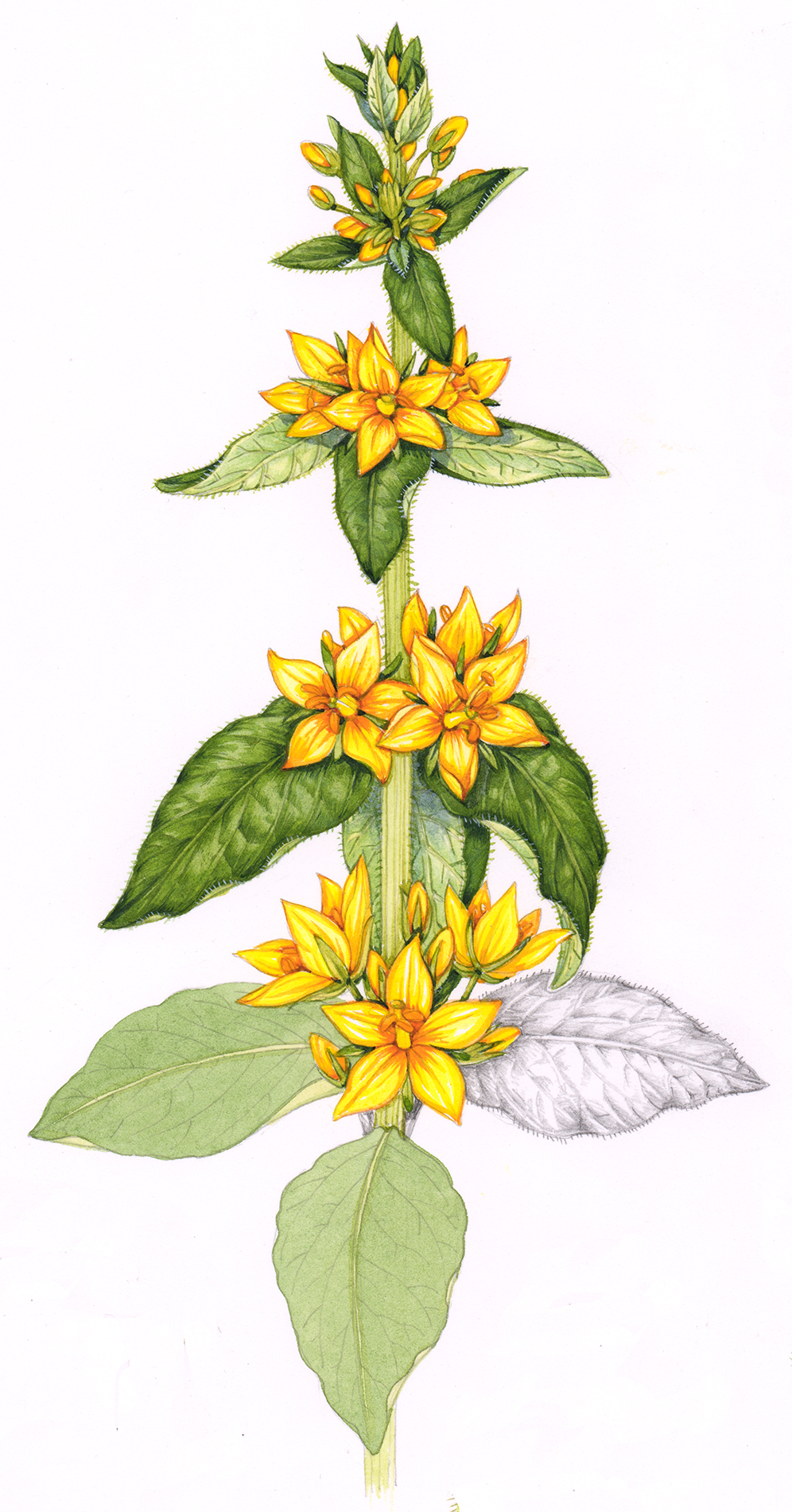 Yellow Loosestrife Lysimachia