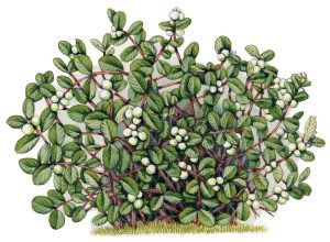 Symphoricarpos albus Snowberry Habit sketch