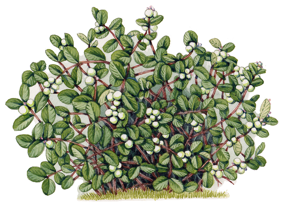 Symphoricarpos