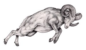 Bighorn sheep Ovis canadensis