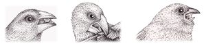 Comparison of Beak use in Darwin’s Finches