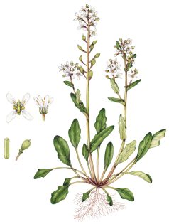 English Scurvygrass Cochlearia anglica