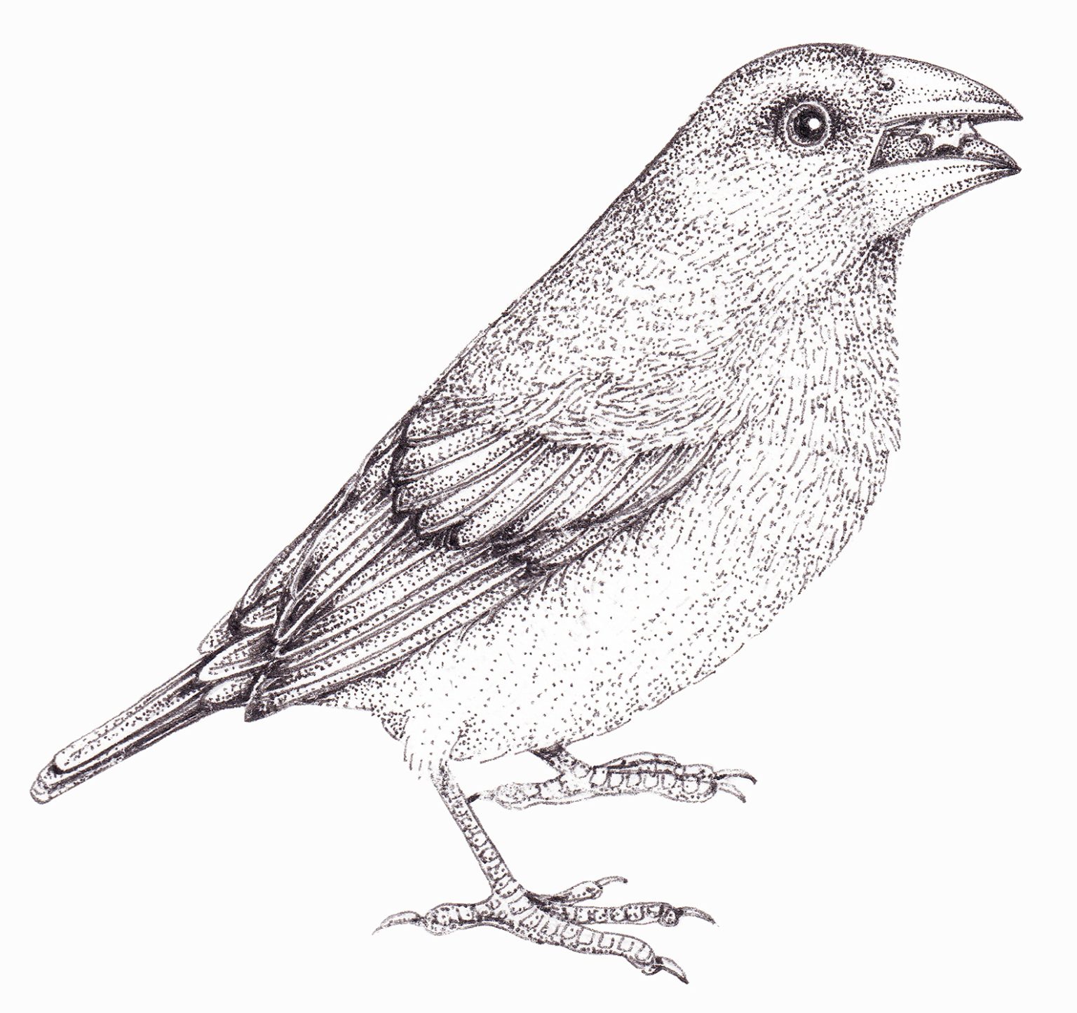 Geospiza magnirostris Darwins Finch eating a Tribulus seed Lizzie Harper