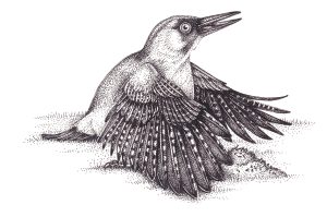 Anting Green woodpecker Picus viridis