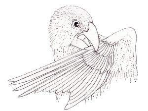 Preening Darwin’s Finch Geospiza magnirostris