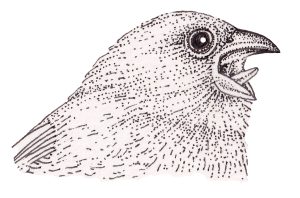 Singing Darwins Finch Geospiza fuliginosa