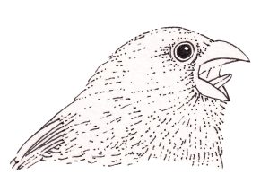 Singing Darwins Finch Geospiza fuliginosa