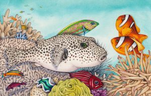 Coral Reef scene in the Red Sea