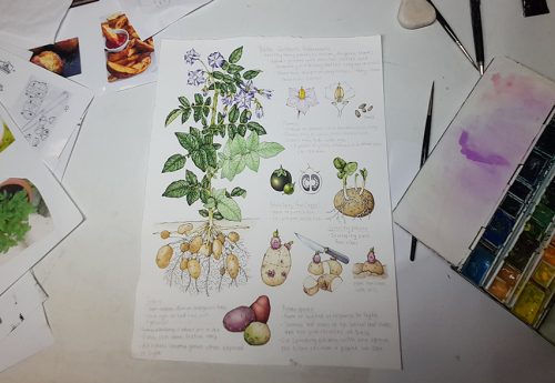 Potato solanum