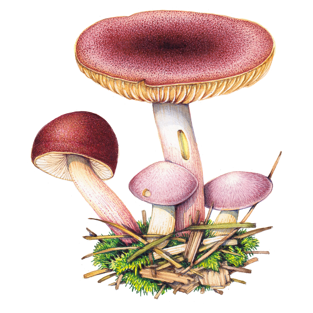 Plums and Custard Fungus tricholomopsis rutilans Lizzie Harper