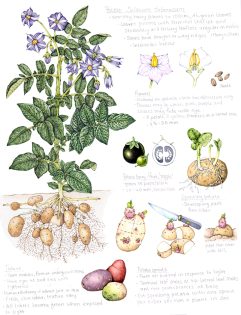 Potato Solanum tuberosum sketchbook page