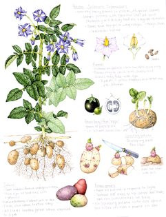 Potato Solanum tuberosum sketchbook page