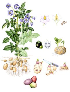 Sketch of Potato Solanum tuberosum