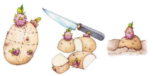 Potato solanum
