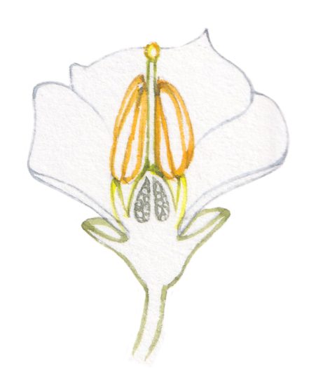 Potato solanum