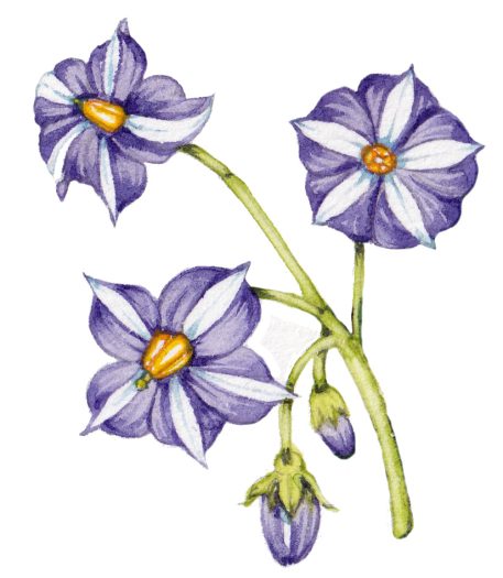 Potato solanum