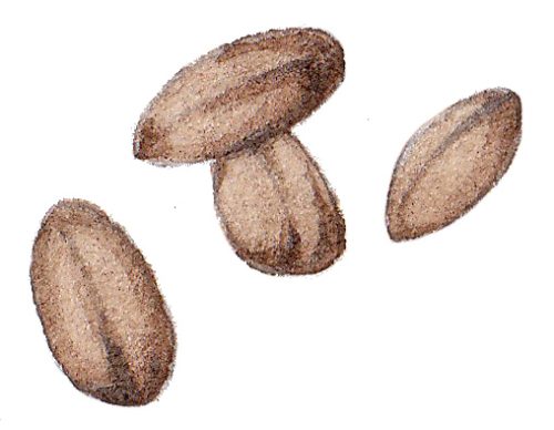 Potato solanum