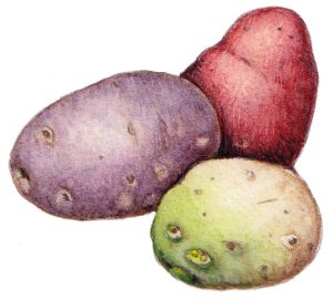 Potato varieties