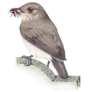 Spotted flycatcher Muscicapa striata (ants practising trophallaxis on verso)