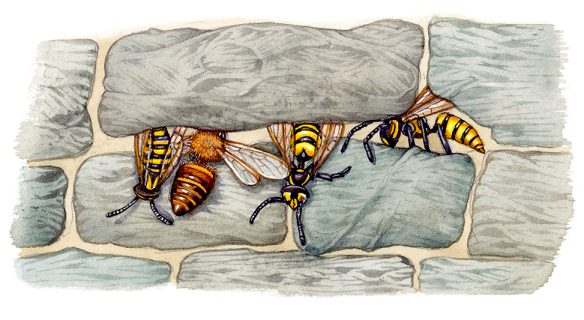 Wasps and bees hibernating in cracks in an old wall - Lizzie Harper
