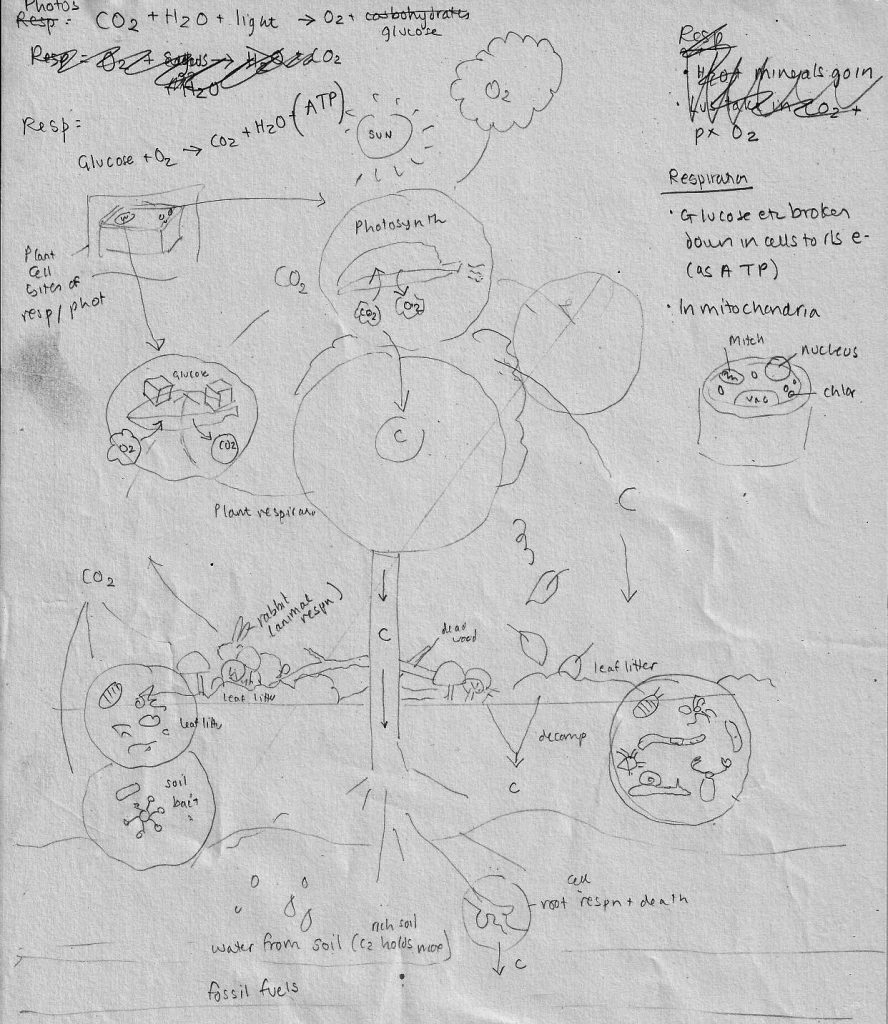 Make a Carbon Cycle Diagram