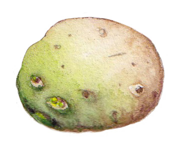 Potato solanum