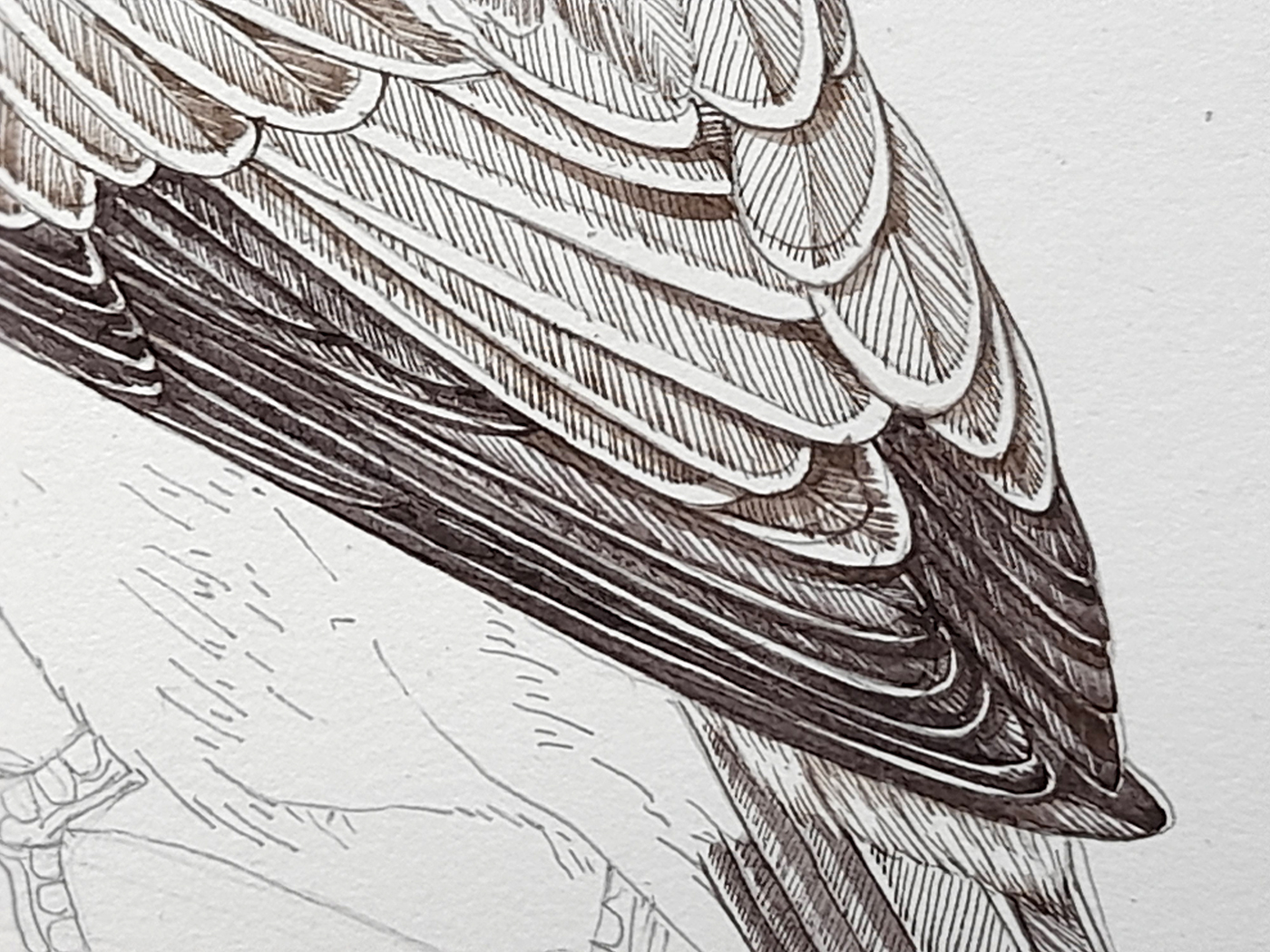 Spotted flycatcher Muscicapa