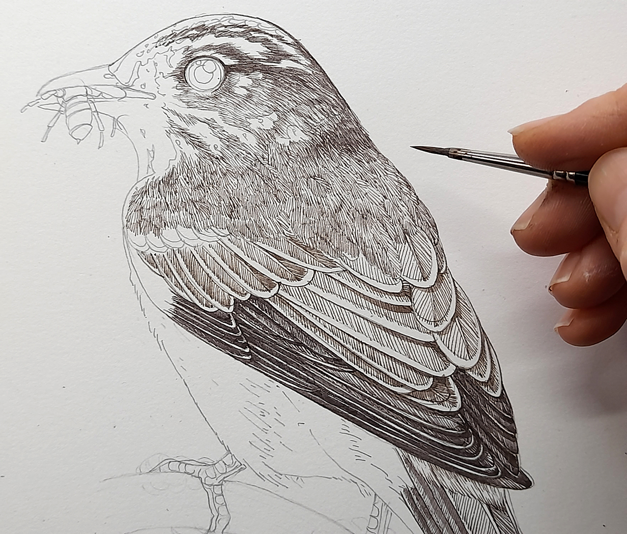 Spotted flycatcher Muscicapa