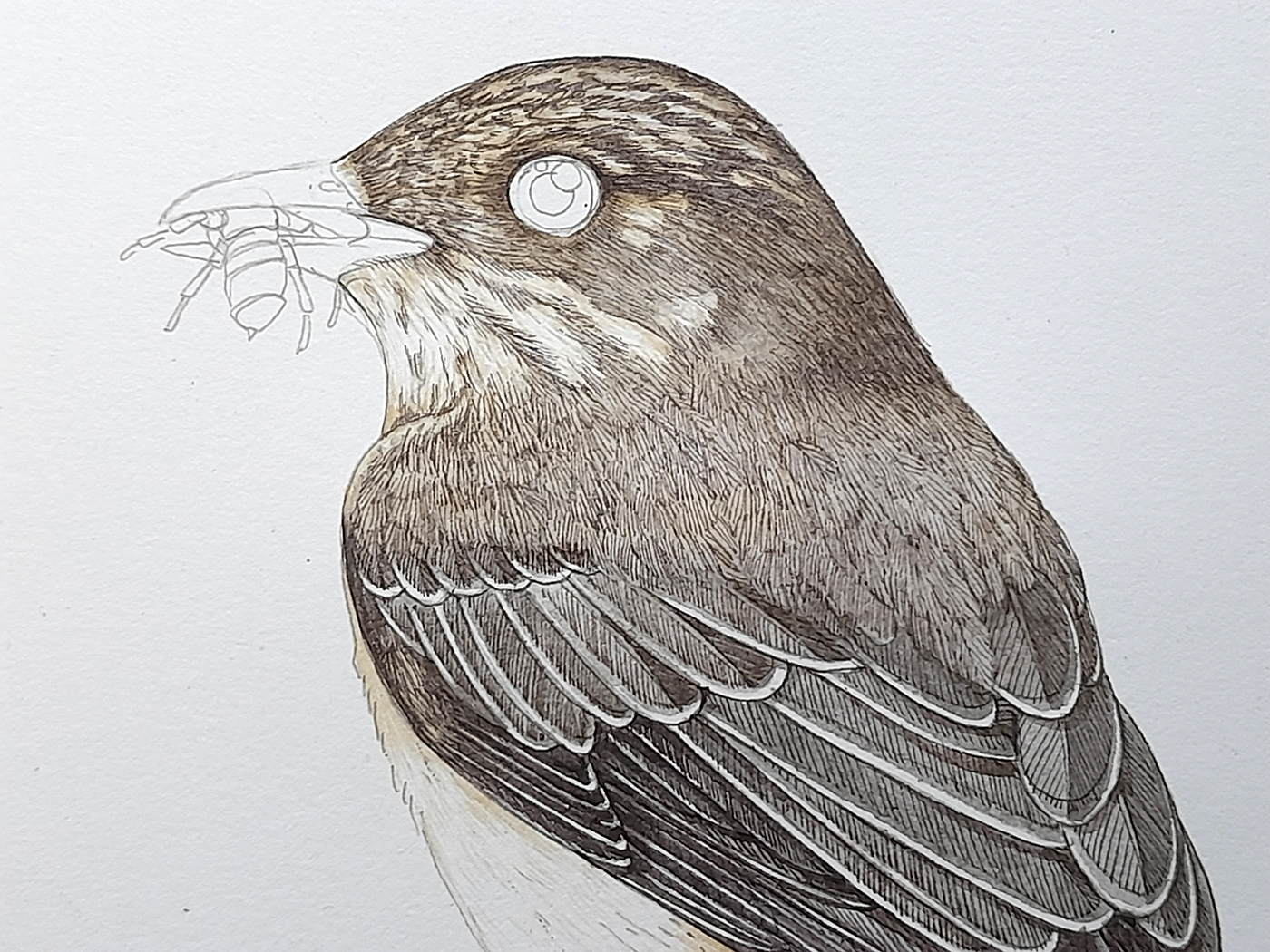 Spotted flycatcher Muscicapa