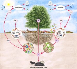 Carbon cycle based around a tree, fully annotated