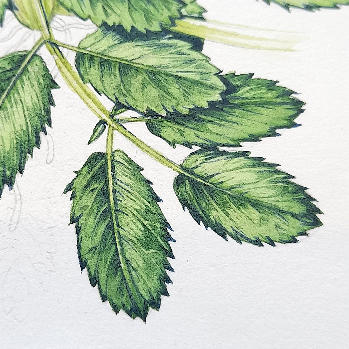 Great Burnet Sanguisorba