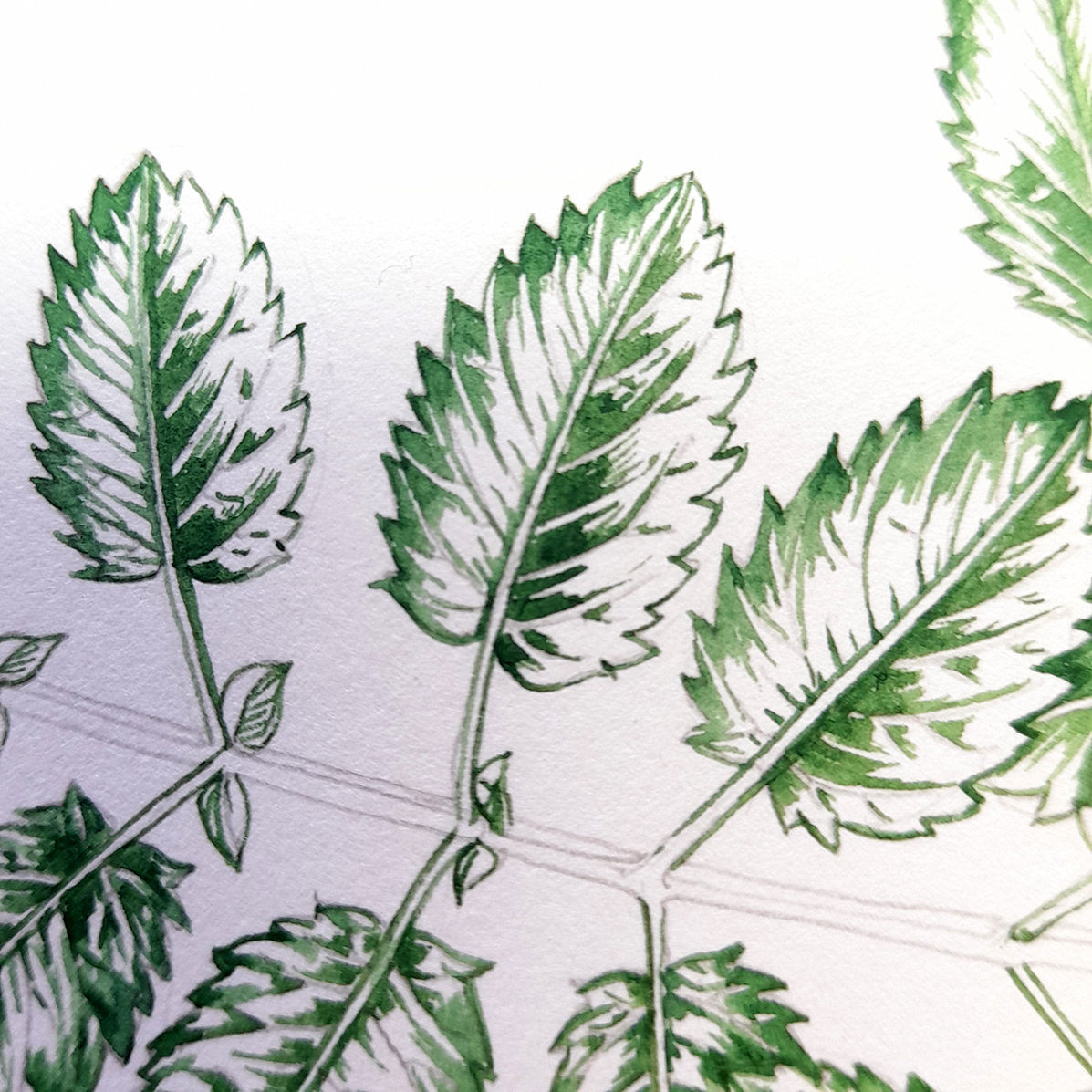 Great Burnet Sanguisorba