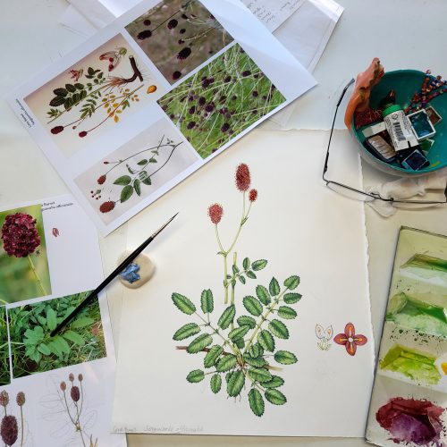 A mashup with herbarium sheets, bits of dried plants and books on