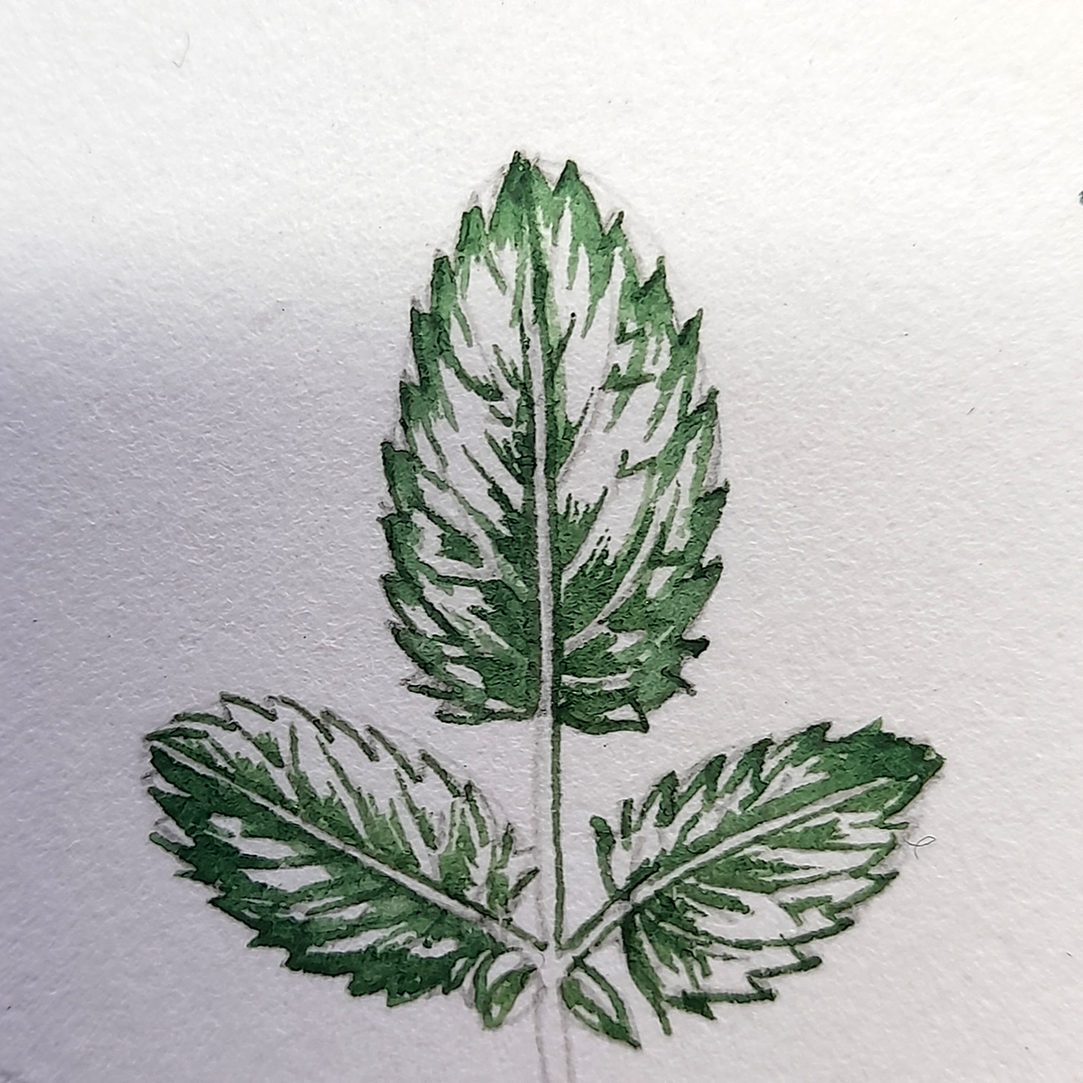 Great Burnet Step by Step - Lizzie Harper