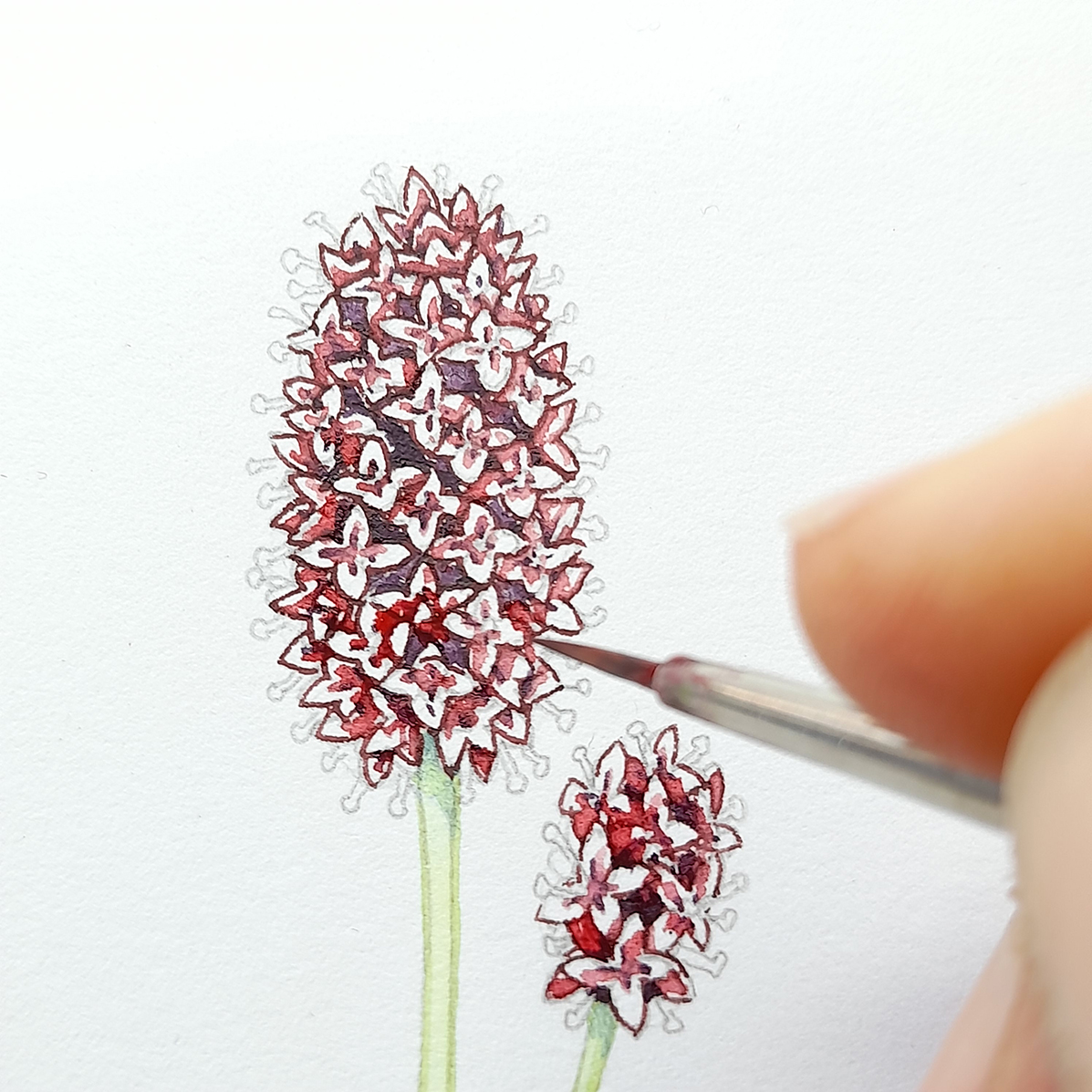 Great Burnet Sanguisorba