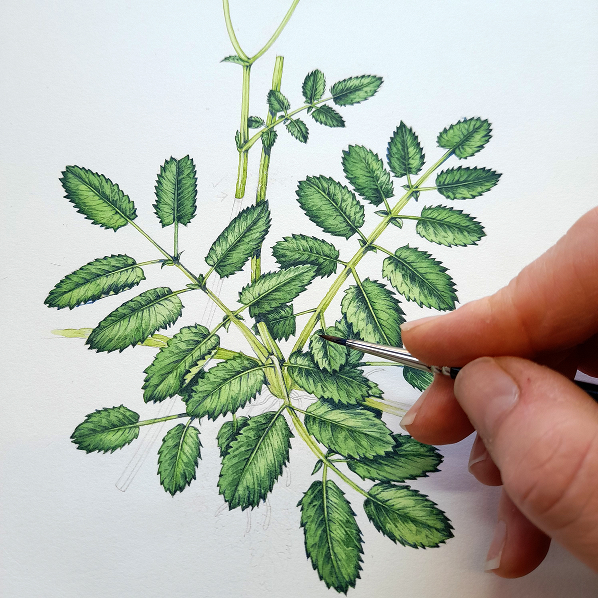 Great Burnet Sanguisorba