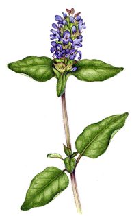 Self heal Prunella vulgaris