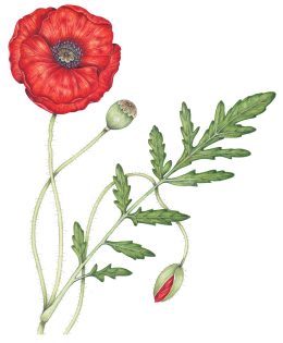 Common Poppy Papaver rhoeas
