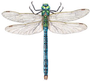 Odonata / Dragonfly & damselflies Archives - Lizzie Harper