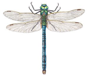 Emperor Dragonfly Anax imperator – SOLD –