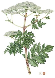 Giant Hogweed Heracleum mantegazzianum – SOLD –