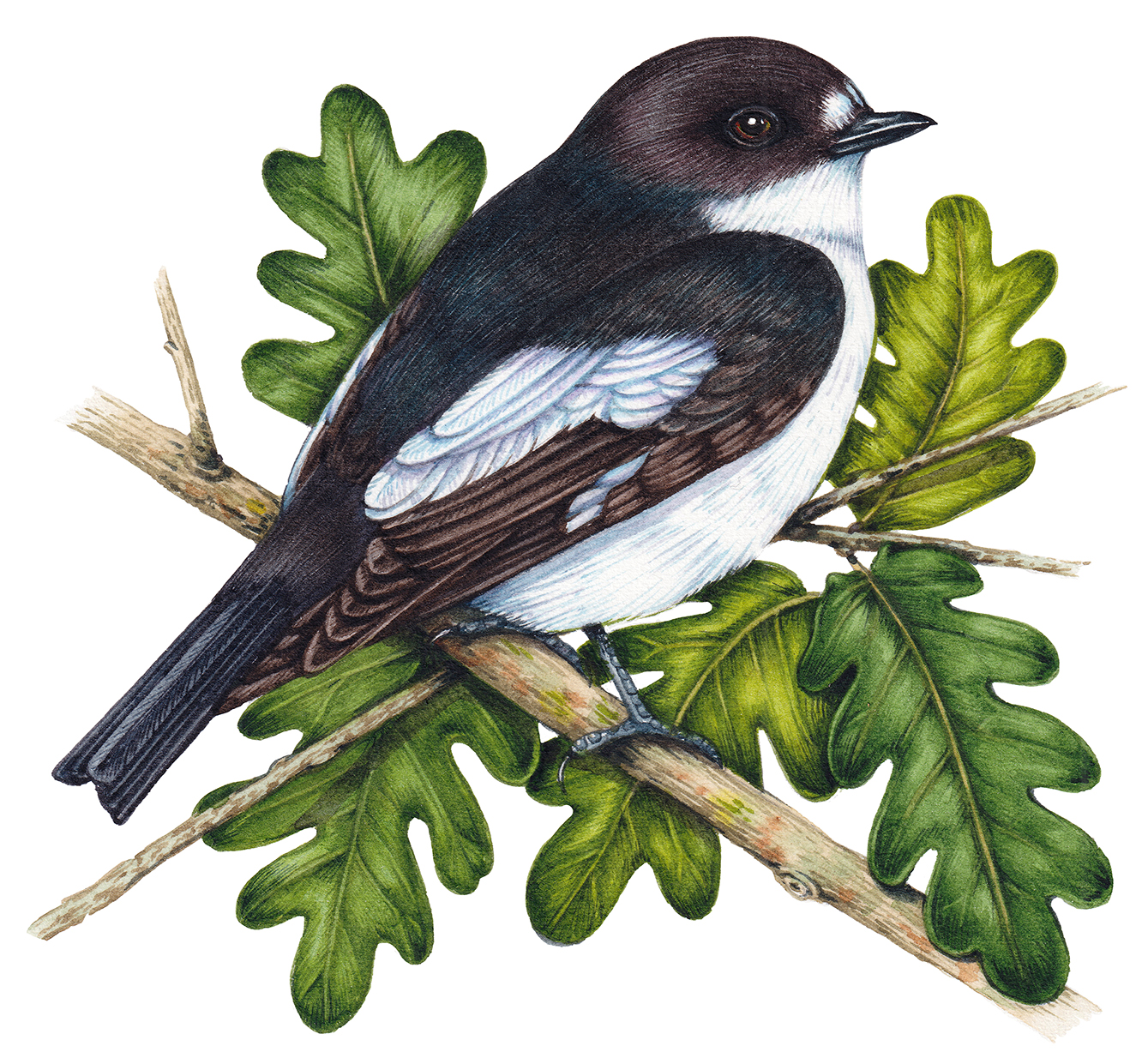 Pied Flycatcher