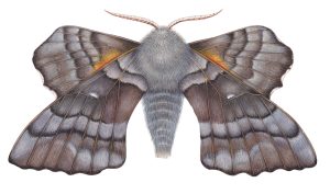 Poplar Hawk Moth Laothoe populi – SOLD –